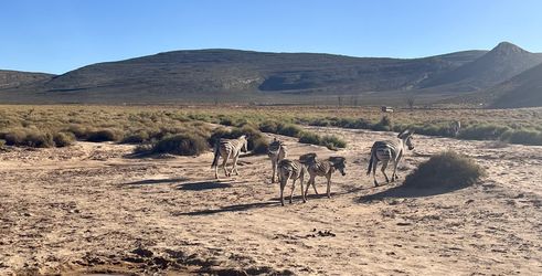 Kruger NP zebra's Zuid Afrika groepsrondreis 3